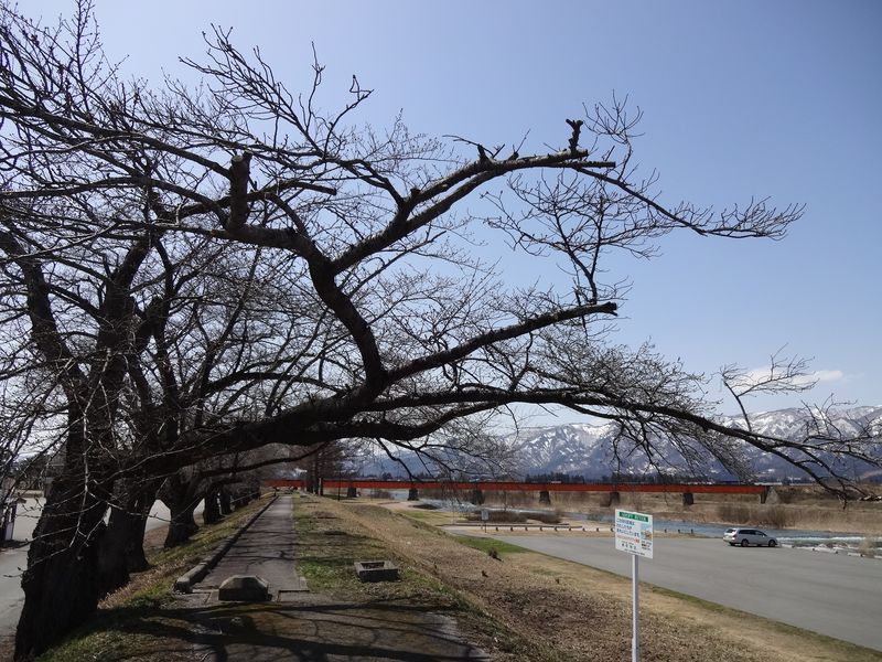 ’13あやめ公園の桜開花情報（4月9日）