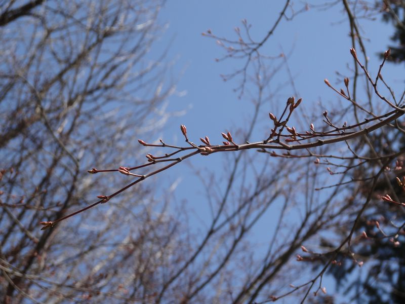 ’13長井小学校の桜情報（4月9日）