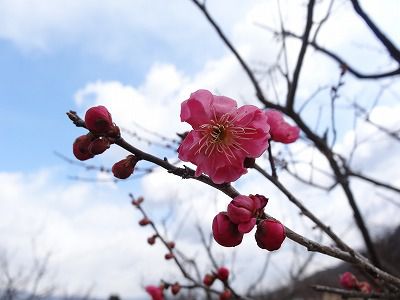 ’13紅梅林開花情報（4月10日）