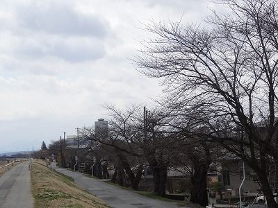 ’13最上川堤防千本桜開花情報（4月11日）