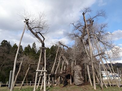 ’13伊佐沢の久保桜開花情報（4月11日）
