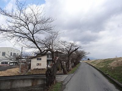 ’13最上川堤防千本桜開花情報（4月10日）