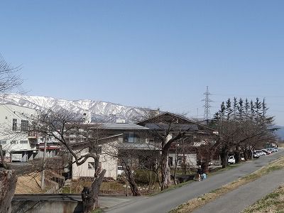’13最上川堤防千本桜開花情報（4月9日）