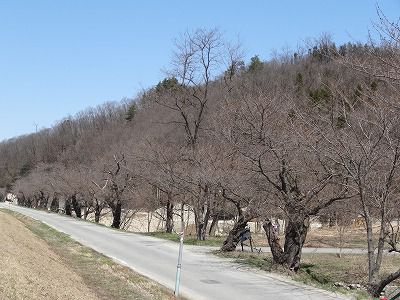 ’13最上川堤防千本桜開花情報（4月15日）