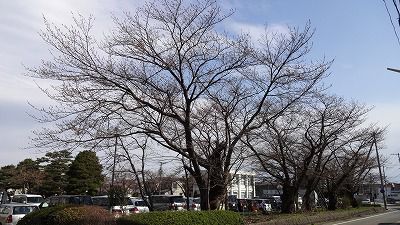 ’13置賜総合支庁西庁舎の桜開花情報（4月15日）