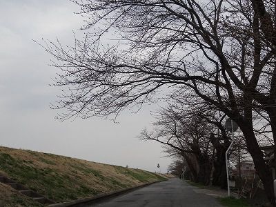 ’13最上川堤防千本桜開花情報（4月16日）