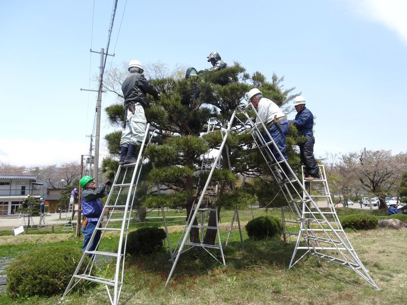 あやめ公園にて「松のみどり摘み講習会」が行われました（５月８日）