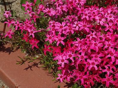 ’13まちなか花情報（5月9日）