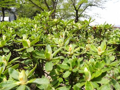 ’13つつじ開花情報（5月10日）