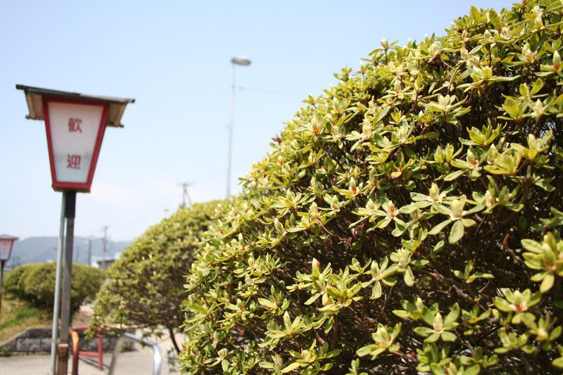 ’１３つつじ開花状況！！！（５月１３日）