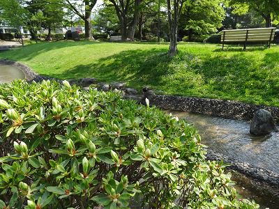 ’13つつじ開花情報（5月15日）