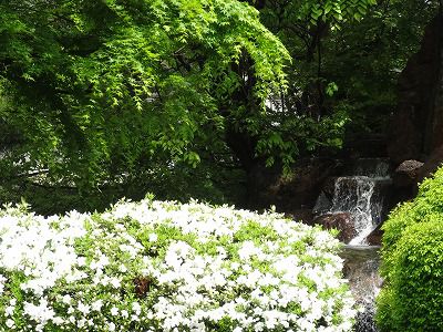 ’13つつじ開花情報（5月20日）