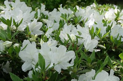 ’13つつじ開花情報（5月21日）