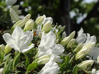’13つつじ開花情報（5月22日）