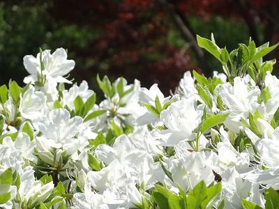 ’13つつじ開花情報（5月23日）