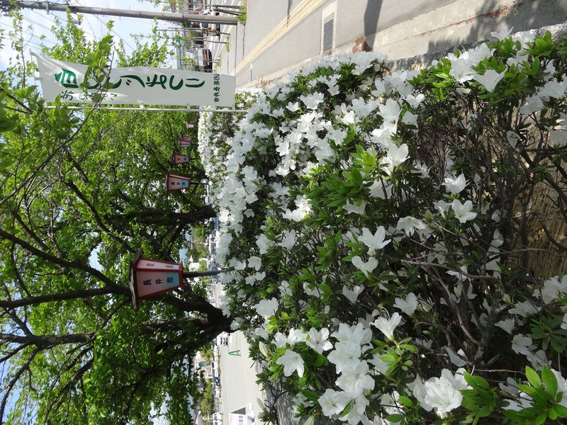 '13つつじ開花状況（５月２４日）　