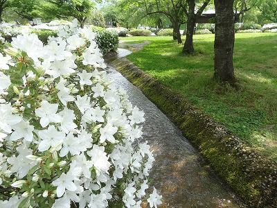 ’13つつじ開花情報（5月27日）