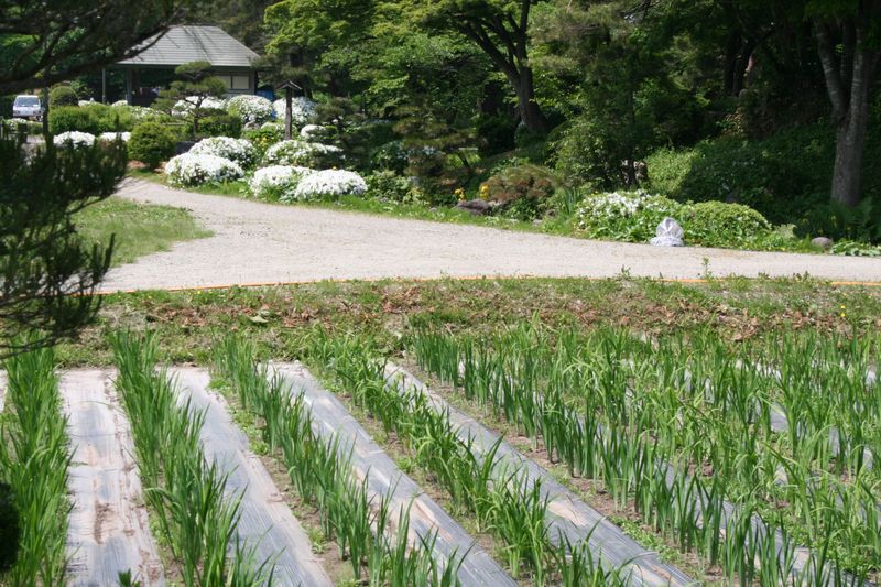 ’１３ あやめ公園　あやめ開花状況（５月２８日）