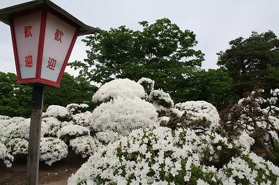 ’13つつじ開花情報（5月29日）