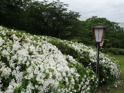 ’13つつじ開花情報（5月30日）