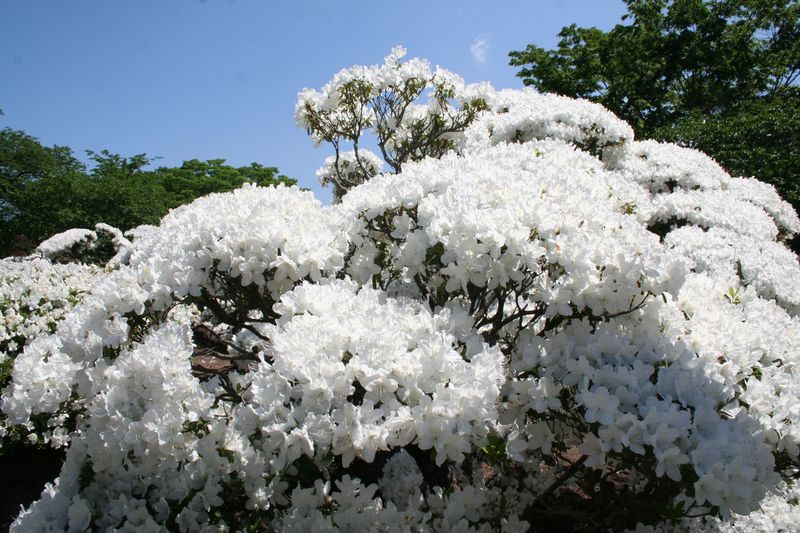 ’１３つつじ開花状況