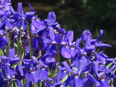 ’13まちなか花情報（5月31日）