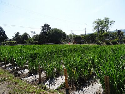 ’13あやめ公園　あやめ開花情報（6月4日）