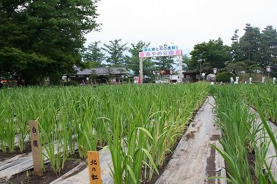 ’13あやめ公園　あやめ開花情報（6月7日）