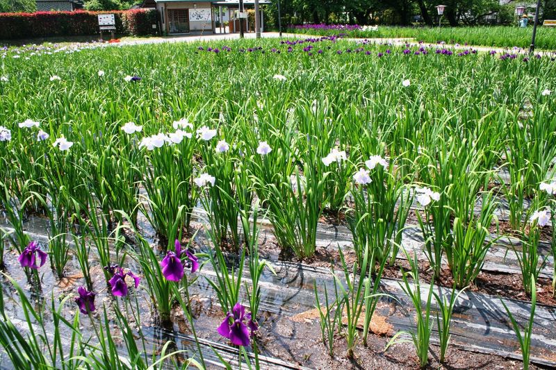 ’１３ あやめ公園　あやめ開花状況（6月11日）
