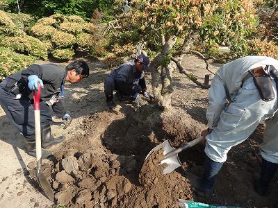 白つつじ公園にて古木樹勢回復作業が行われました（6月11日）