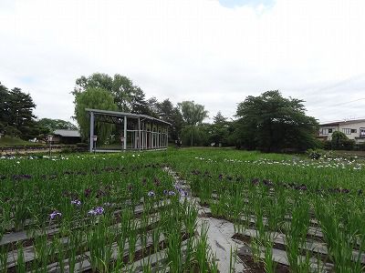 ’13あやめ公園　あやめ開花情報（6月12日）