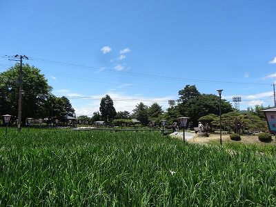 ’13あやめ公園　あやめ開花情報（6月13日）