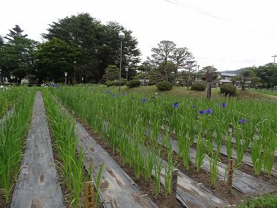 ’13あやめ公園　あやめ開花情報（6月17日）
