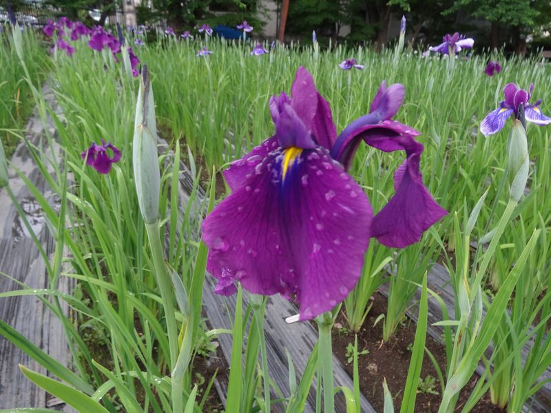 ’１３あやめ公園　あやめ開花状況＆環境美化活動（長井たばこ販売協同組合）