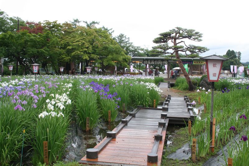 ’１３あやめ公園　あやめ開花状況＆特別入園料のお知らせ（６月１９日）