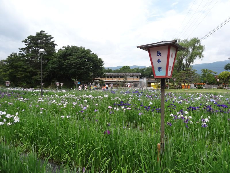 ’１３あやめ入園料のご案内＆今週末の長井あやめまつりイベント情報！