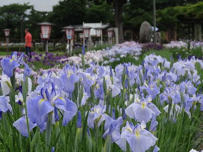 ’13あやめ公園　あやめ開花情報（6月21日）
