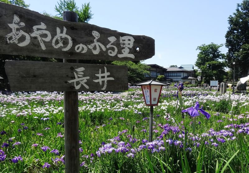 ’１３あやめ公園　あやめ開花状況　満開♪（6月24日）