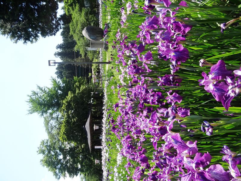 ’１３長井あやめまつり　今週末のイベント情報！