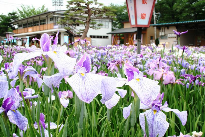 ’１３あやめ公園　開花状況（６月２６日）