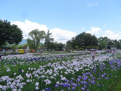 ’13あやめ公園　あやめ開花情報（6月27日）