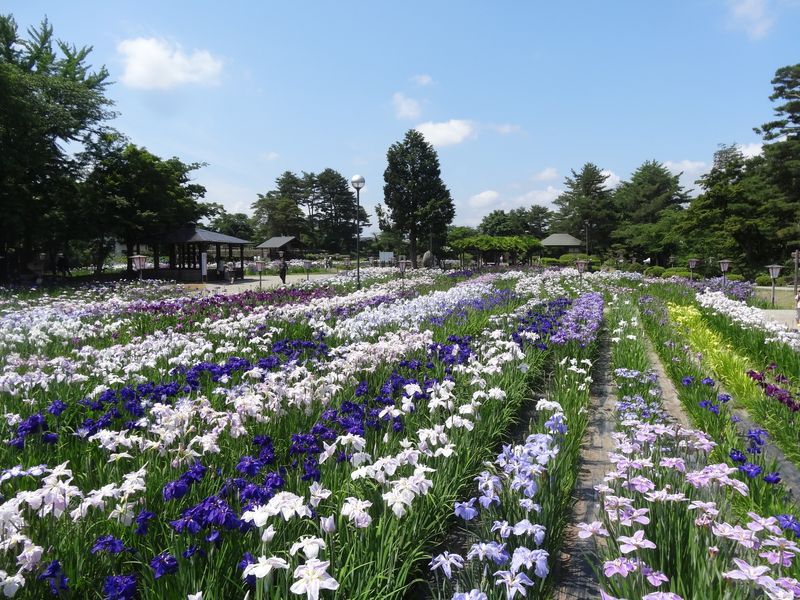 ’１３あやめ公園　あやめ開花状況（6月28日）