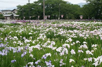 ’13あやめ公園　あやめ開花情報（7月1日）