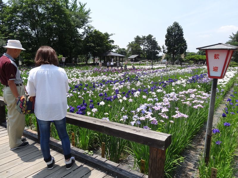 ’１３あやめ公園　入園料のご案内！