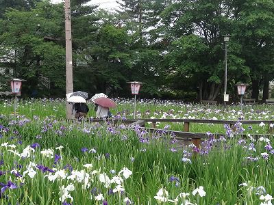 ’13あやめ公園　あやめ開花情報（7月3日）