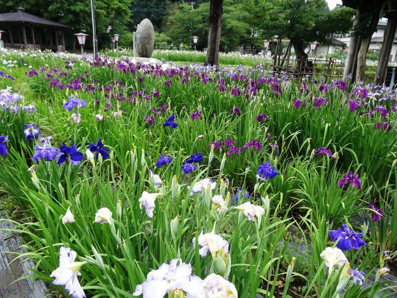 ’１３あやめ公園　あやめ開花状況（７月４日）