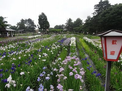 ’13あやめ公園　あやめ開花情報（7月5日）