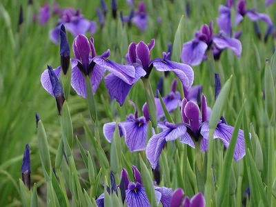  ’13あやめ開花情報総集編Ⅰ