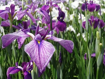 ’13あやめ開花情報総集編Ⅱ