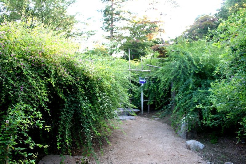 はぎ公園開花状況のお知らせ（８月２３日）